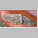 Horisme tersata - Waldrebenspanner 01.jpg